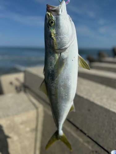 イナダの釣果