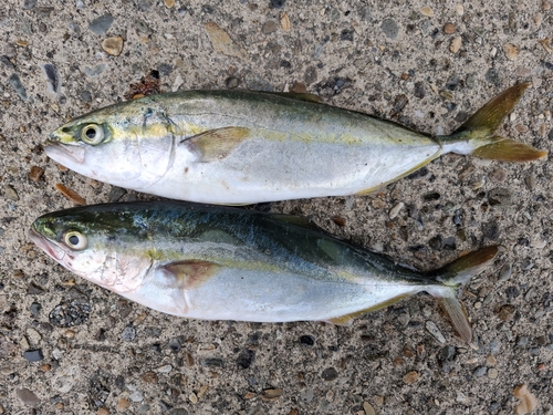 ワカシの釣果