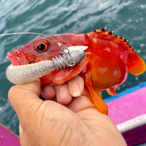 アカハタの釣果