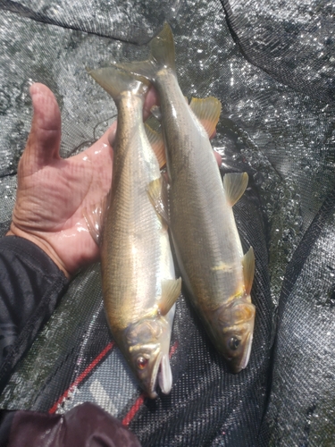 アユの釣果