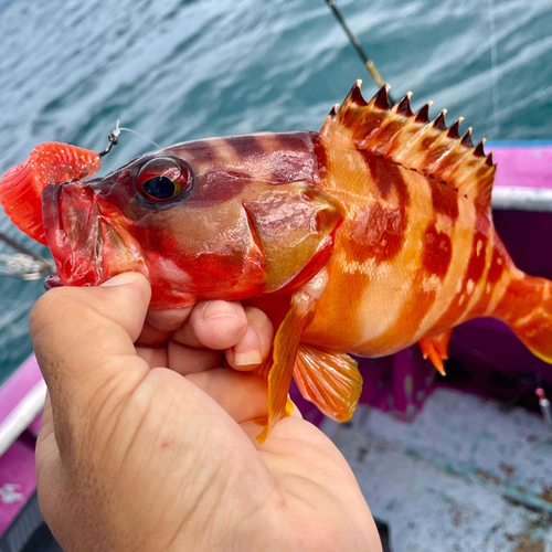 アカハタの釣果