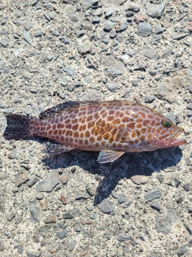 オオモンハタの釣果