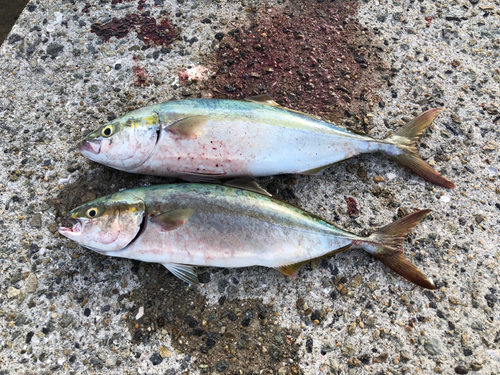 ツバスの釣果