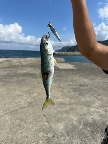 ツバスの釣果