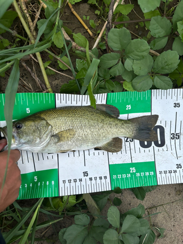 スモールマウスバスの釣果