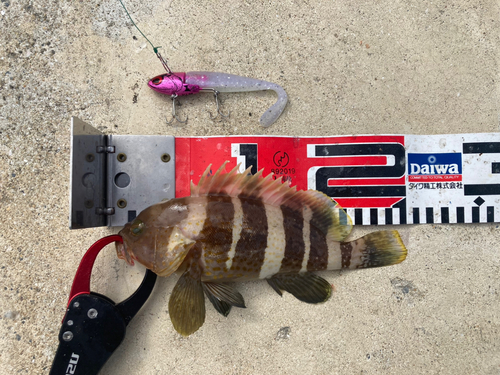 アオハタの釣果