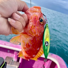 アヤメカサゴの釣果