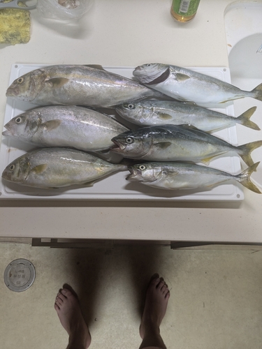 ショッコの釣果