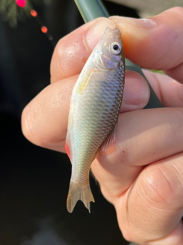 ヤリタナゴの釣果