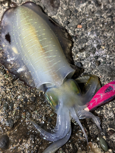 アオリイカの釣果