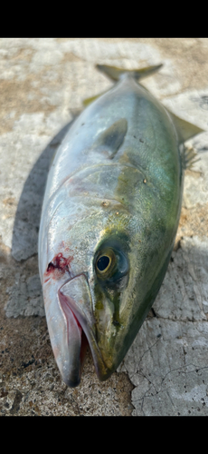 ハマチの釣果