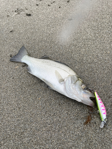 セイゴ（ヒラスズキ）の釣果