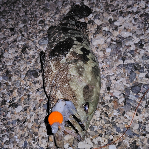 オオモンハタの釣果