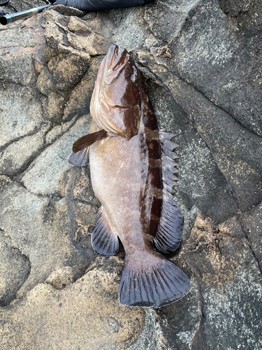 イナダの釣果