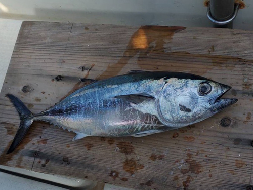 マグロの釣果