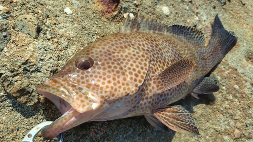 オオモンハタの釣果