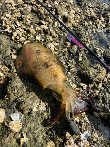 アオリイカの釣果