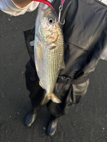 コノシロの釣果