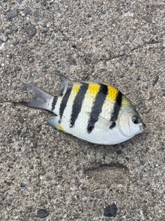 オヤビッチャの釣果