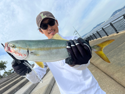 ハマチの釣果