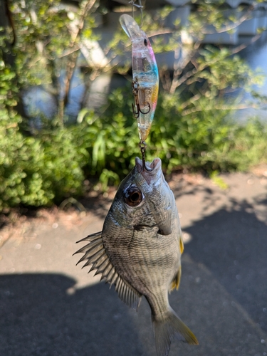 キビレの釣果