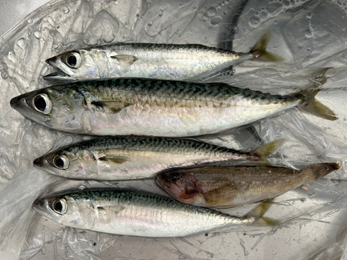 サバの釣果