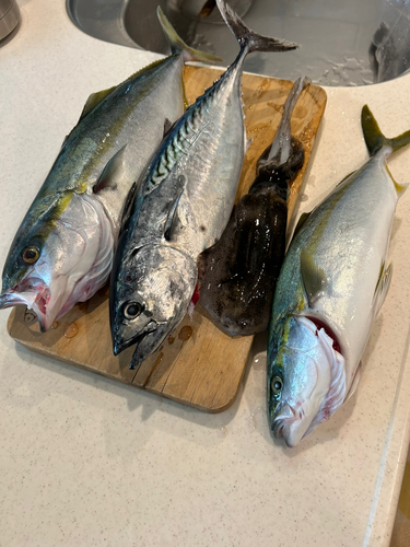 ヤズの釣果