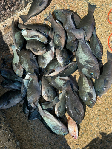 クチブトグレの釣果