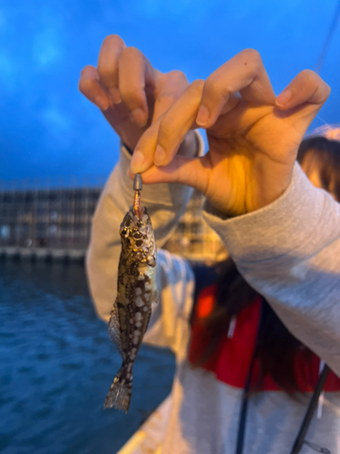 ハゼの釣果