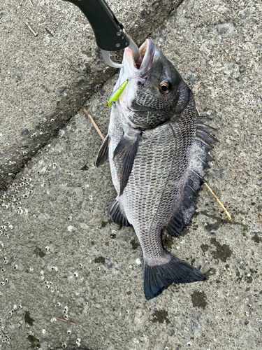 チヌの釣果