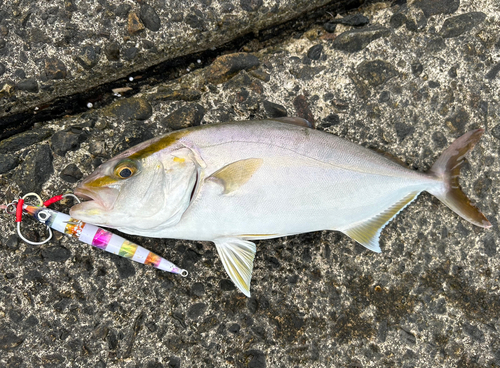 ショゴの釣果