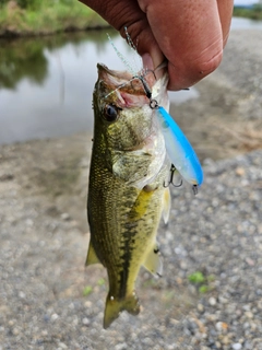 ラージマウスバスの釣果