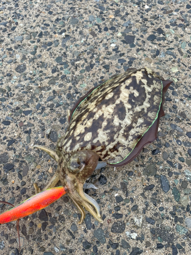 モンゴイカの釣果