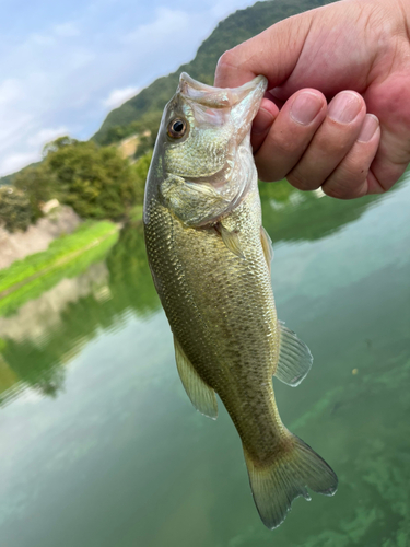 ラージマウスバスの釣果