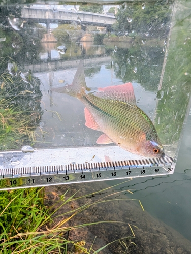 カネヒラの釣果