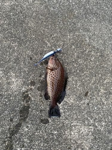 オオモンハタの釣果