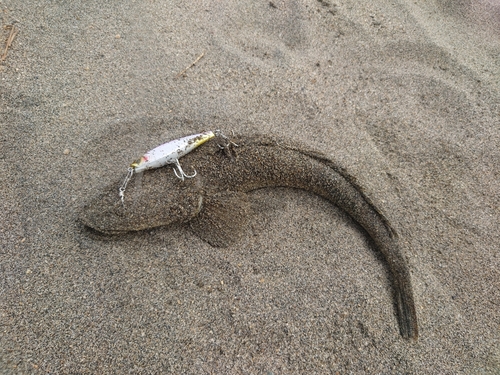 マゴチの釣果