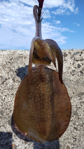 アオリイカの釣果