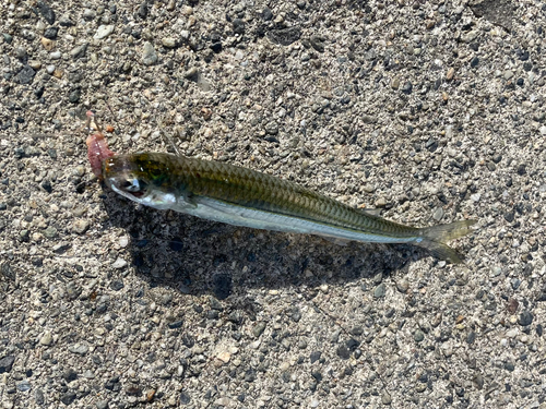 イワシの釣果