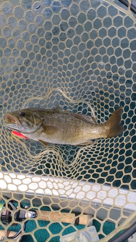 スモールマウスバスの釣果