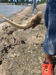 コチの釣果