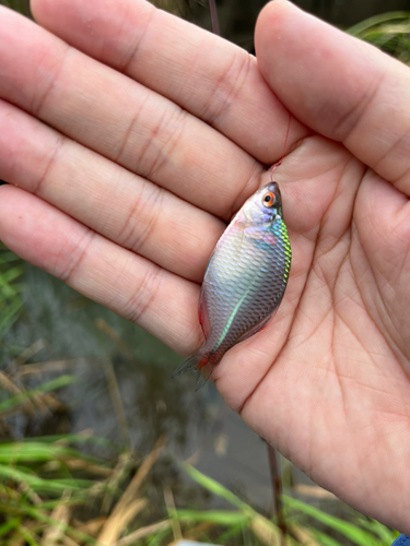 タイリクバラタナゴの釣果