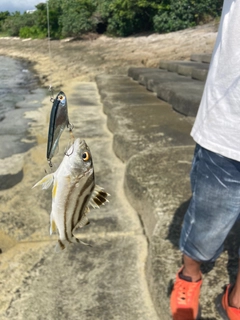 コトヒキの釣果