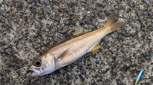 釣果