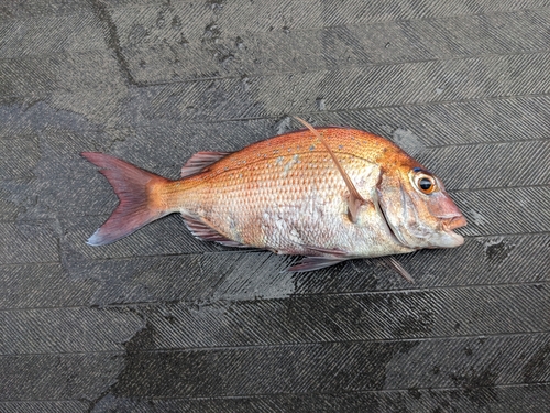 マダイの釣果