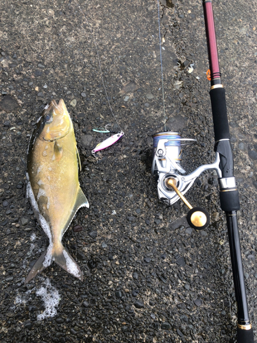 ショゴの釣果