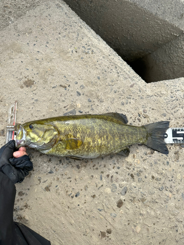 スモールマウスバスの釣果