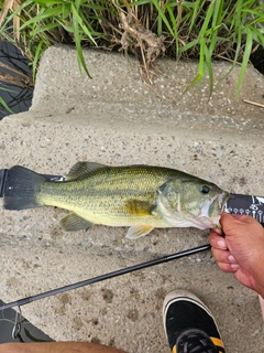 ラージマウスバスの釣果