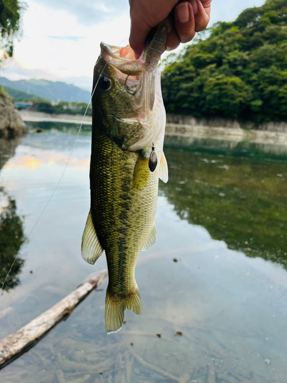 ブラックバス