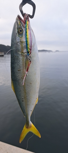 ツバスの釣果